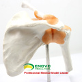 JOINT07 (12354) Medical Anatomy Hospital Use Professional Medical Anatomical Shoulder Models